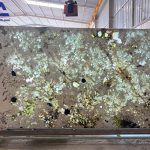 Tranh đá thông tầng xuyên sáng TDTT-TC03 | Ghép 2 tấm